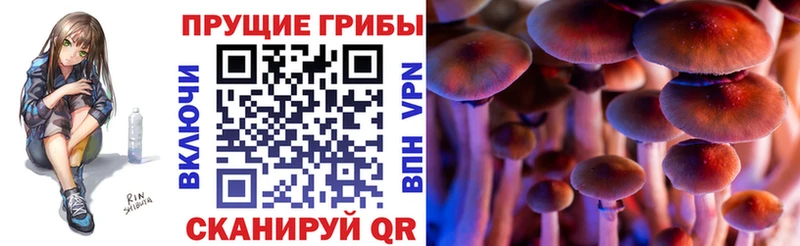 Псилоцибиновые грибы Cubensis  цена   Канск 